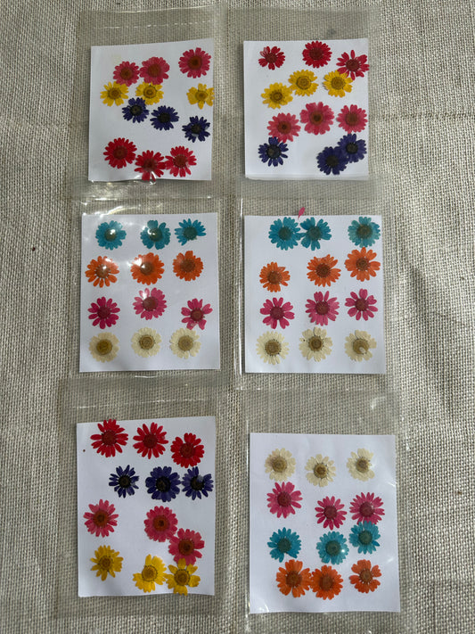 Mix Daisy Pack Pressed Flowers - (1 Packet)