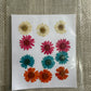 Mix Daisy Pack Pressed Flowers - (1 Packet)