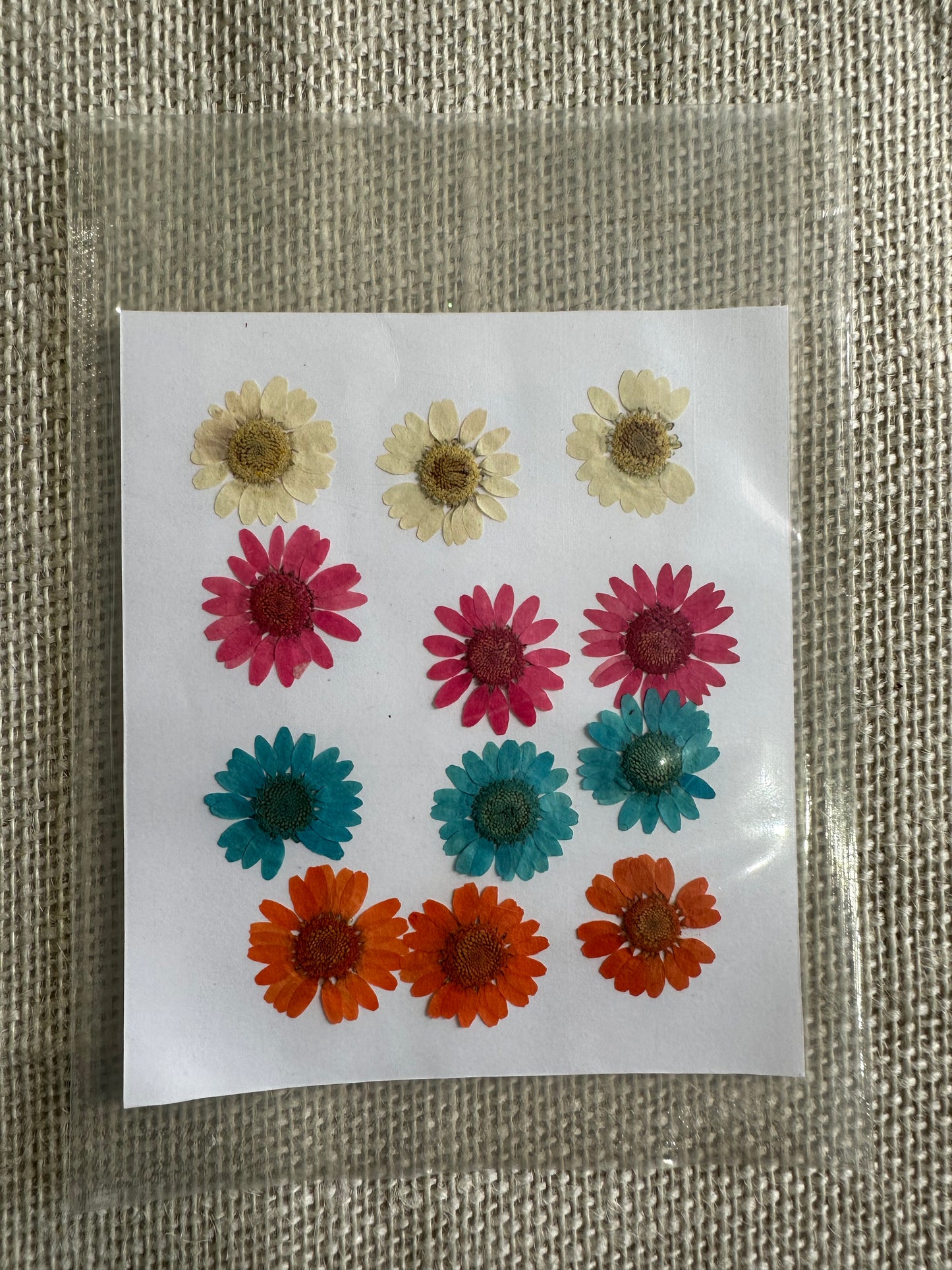 Mix Daisy Pack Pressed Flowers - (1 Packet)