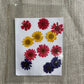 Mix Daisy Pack Pressed Flowers - (1 Packet)