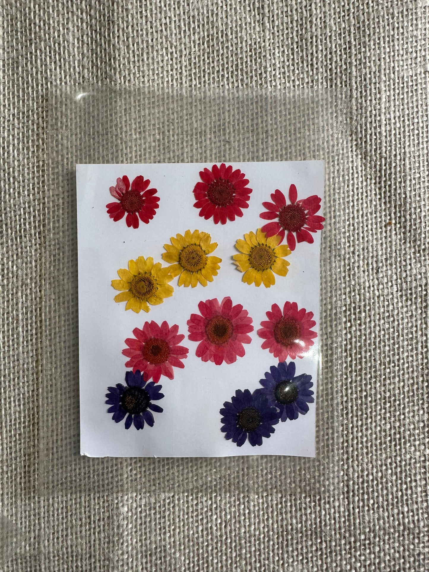 Mix Daisy Pack Pressed Flowers - (1 Packet)