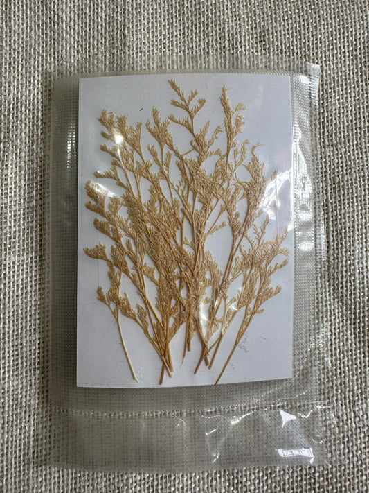 Pressed Dry White Leaves