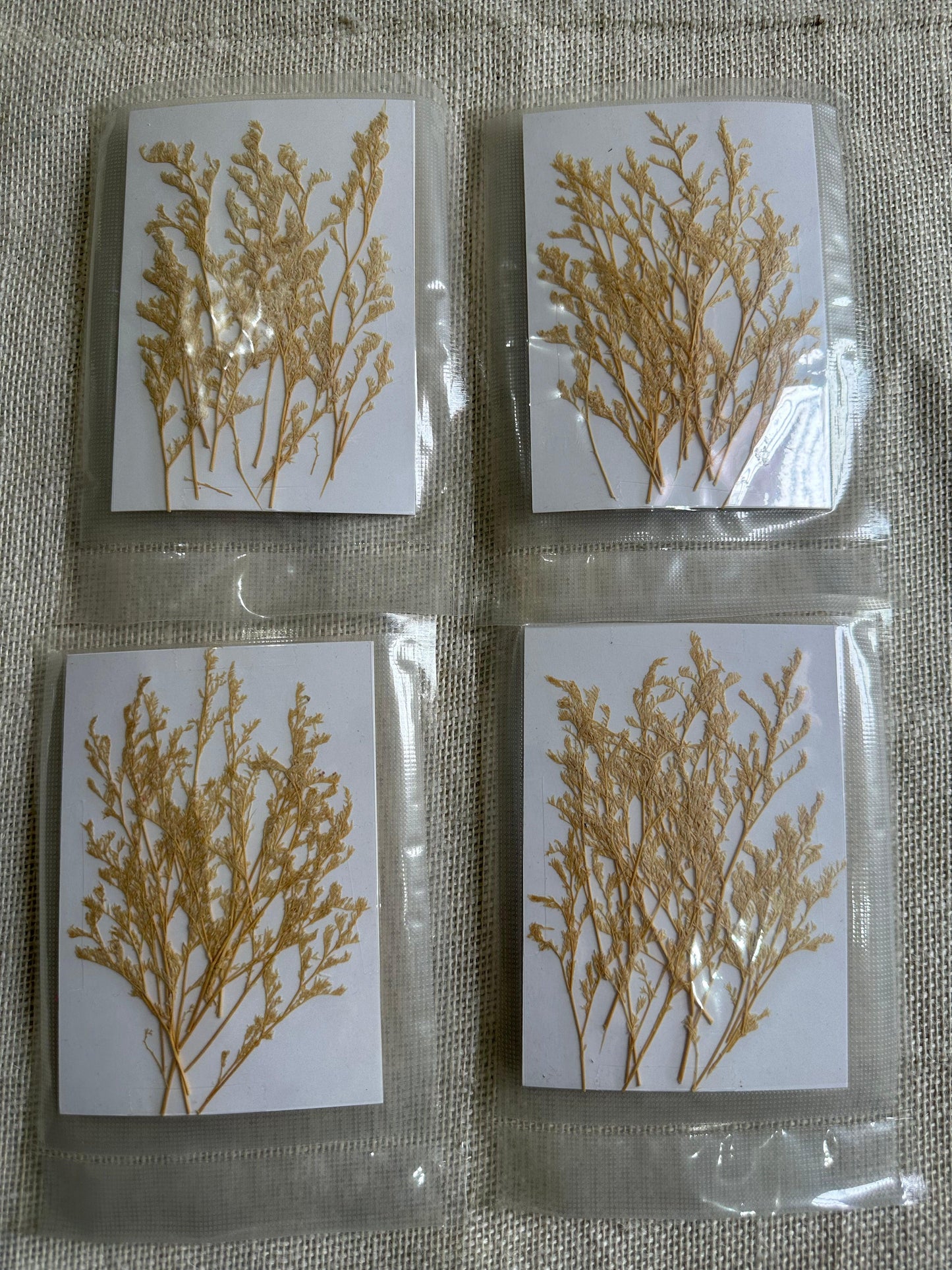 Pressed Dry White Leaves