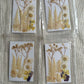 Dry Pressed Flowers - 004 (1 Pack)