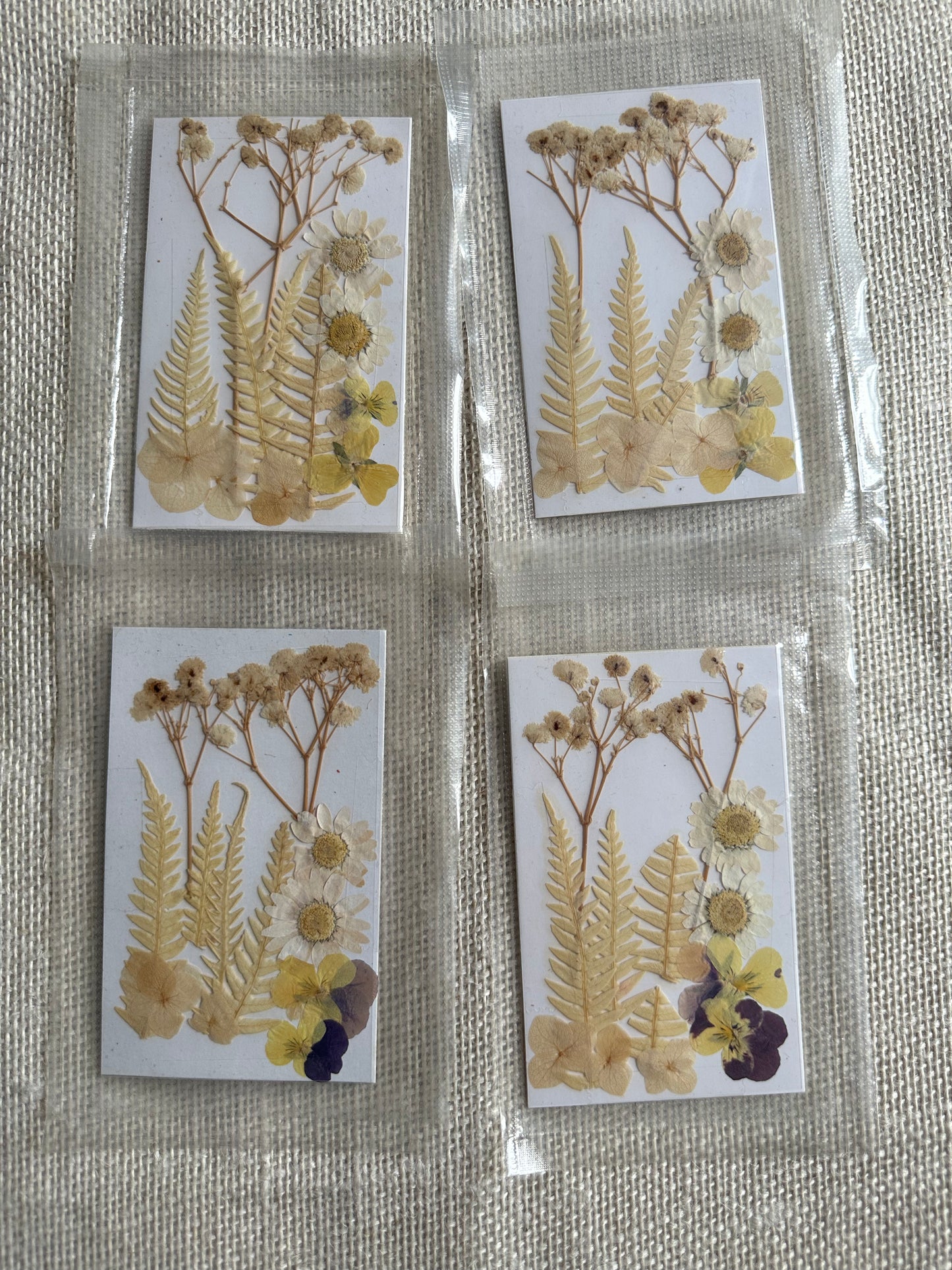 Dry Pressed Flowers - 004 (1 Pack)