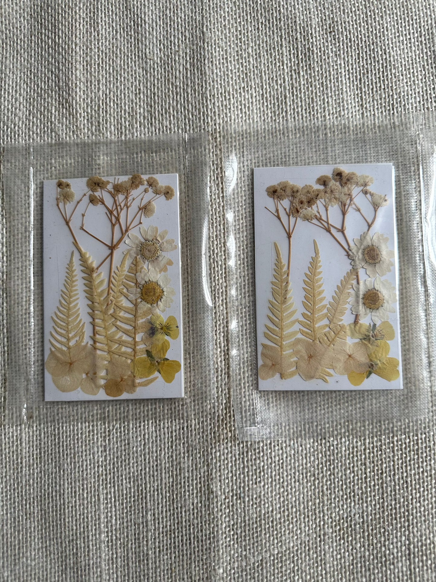 Dry Pressed Flowers - 004 (1 Pack)