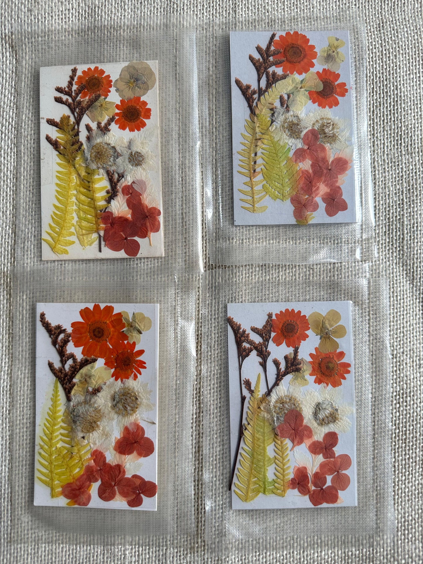 Dry Pressed Flowers - 007 (1 Pack)