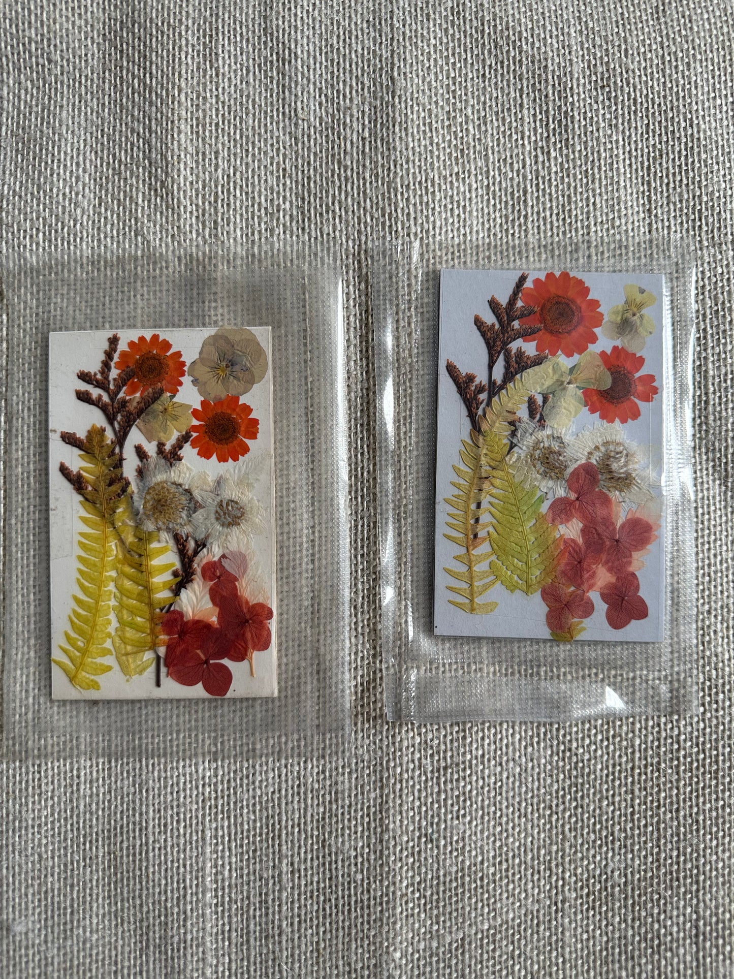 Dry Pressed Flowers - 007 (1 Pack)