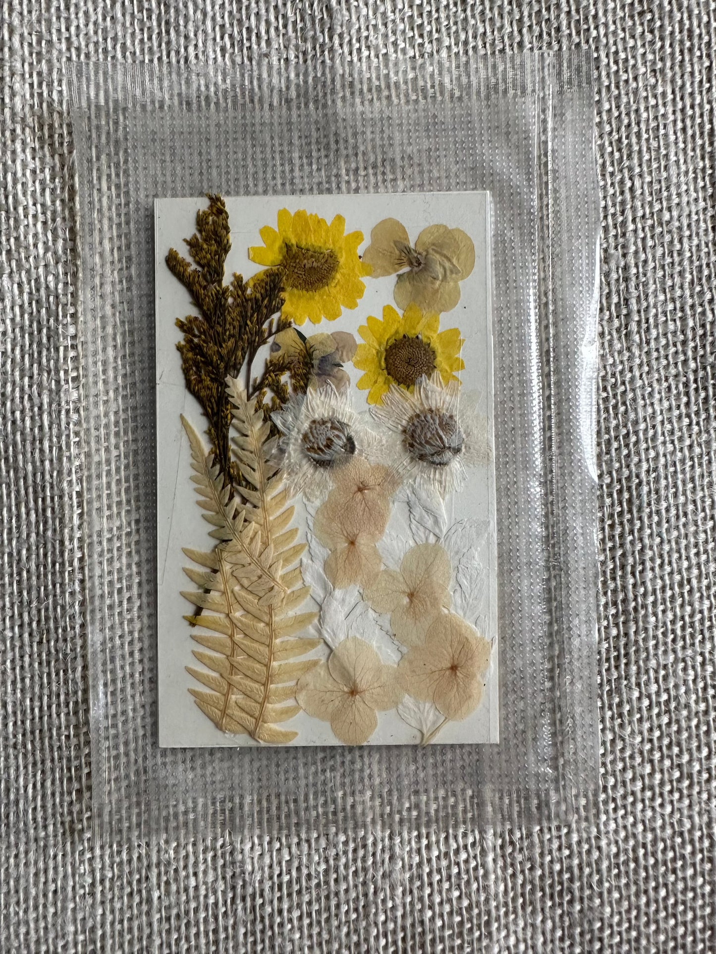 Dry Pressed Flowers - 008 (1 Pack)