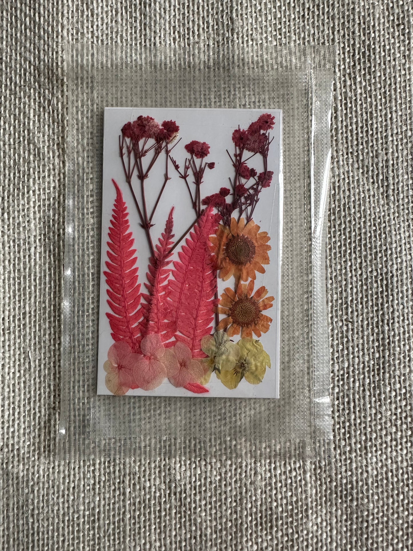 Dry Pressed Flowers - 011 (1 Pack)